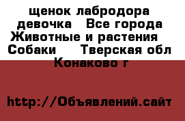 щенок лабродора девочка - Все города Животные и растения » Собаки   . Тверская обл.,Конаково г.